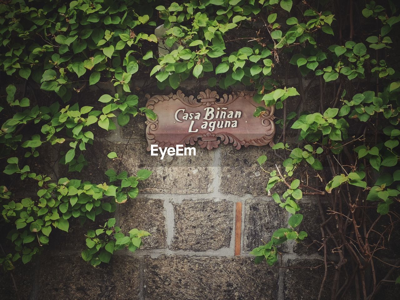 Placard on the wall surrounded by the wild greens