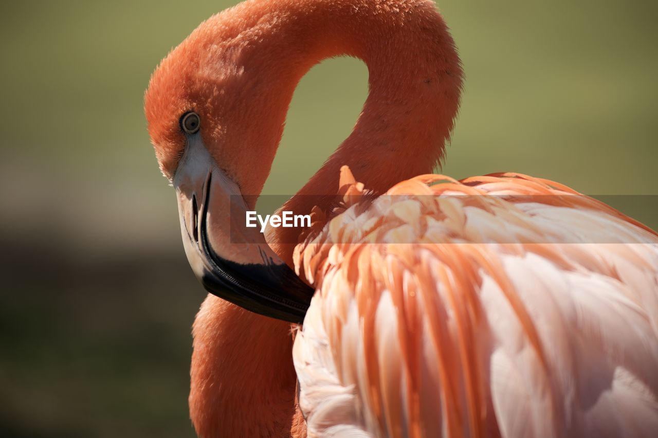 Close-up of flamingo preening outdoors