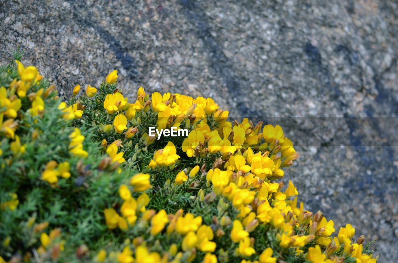 Close-up of yellow flowering plant on field