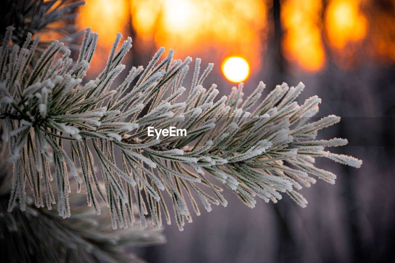 Close-up of pine tree branch during winter, sunset