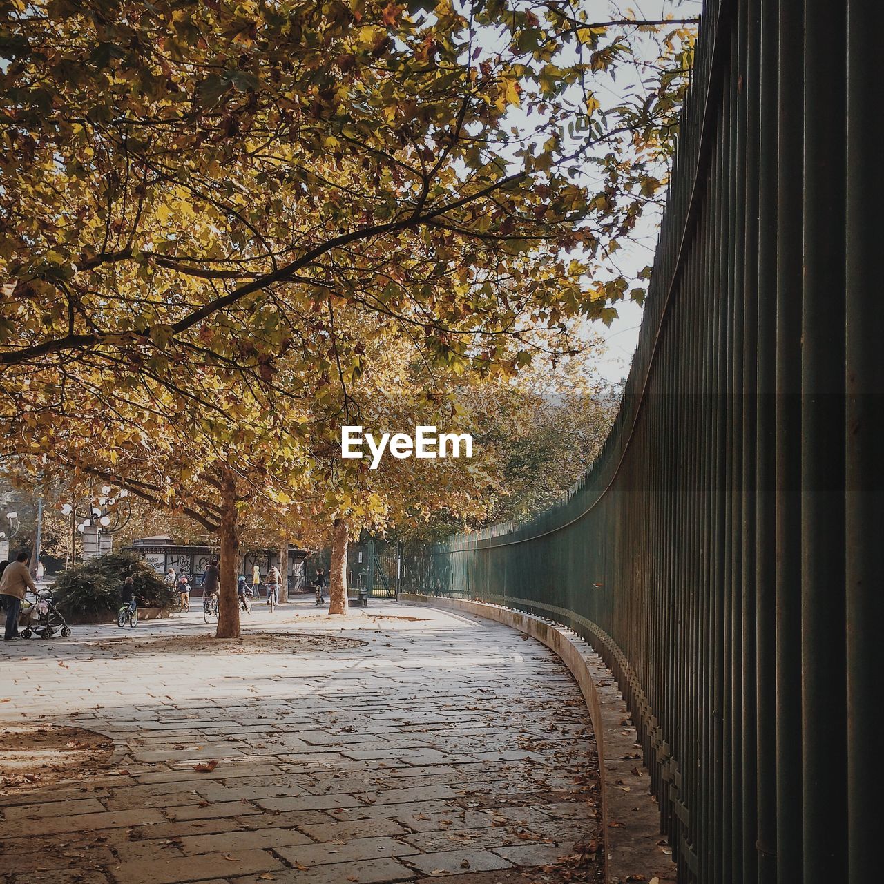 Trees and fence in park
