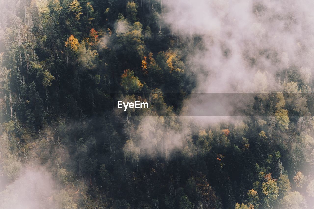 Aerial view of trees in forest amidst fog