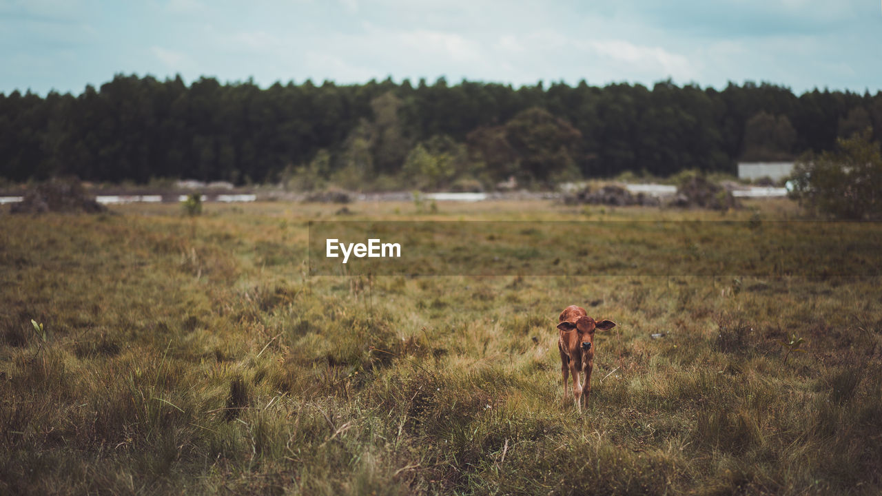 MAN FEEDING HORSE ON FIELD AGAINST SKY