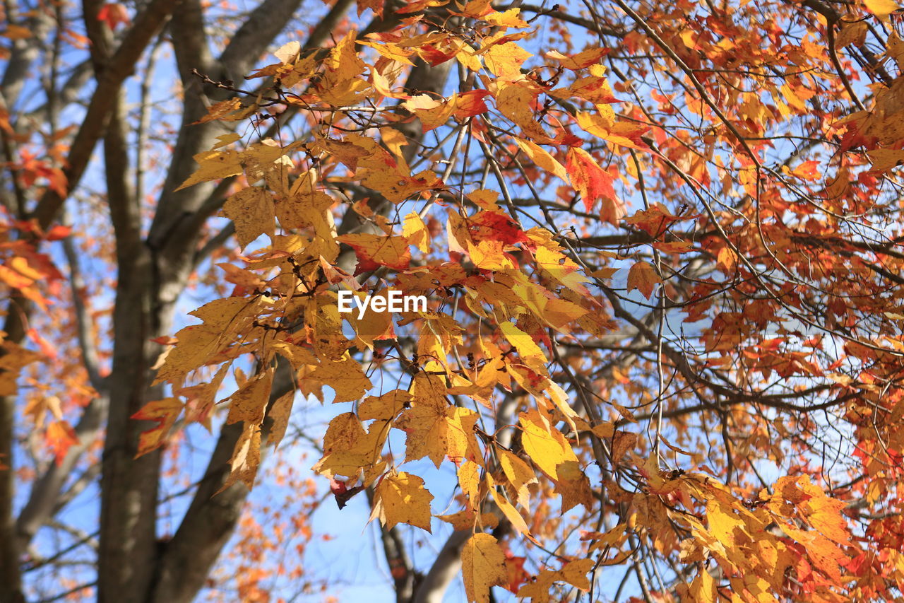 Low angle view of maple tree