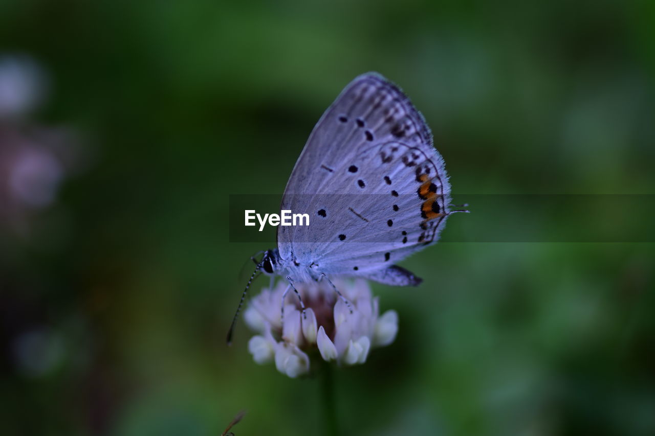 BUTTERFLY POLLINATING ON PURPLE FLOWER