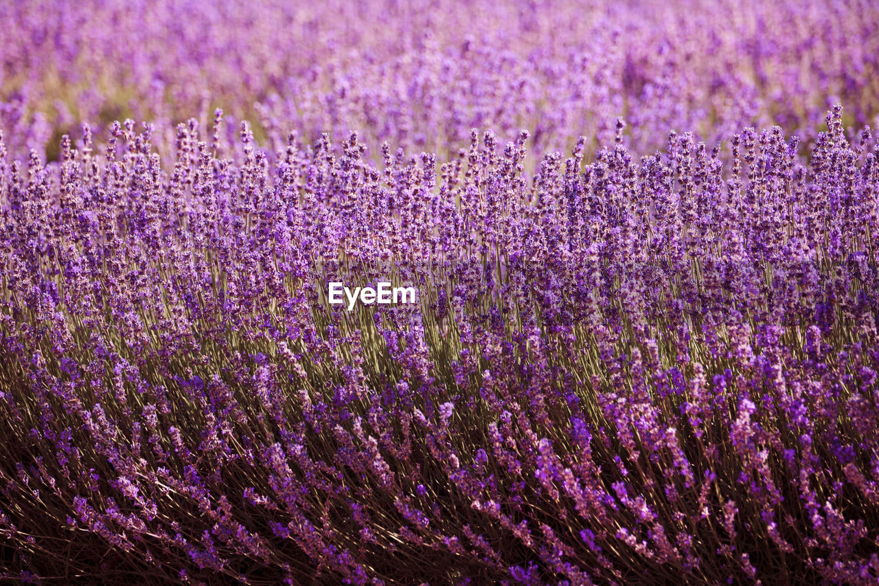 lavender, purple, flower, flowering plant, plant, beauty in nature, freshness, growth, land, field, nature, agriculture, fragility, no people, abundance, landscape, scented, blossom, rural scene, environment, close-up, backgrounds, outdoors, farm, full frame, food and drink, scenics - nature, herb, food, perfume