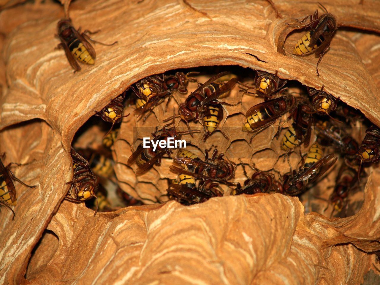 CLOSE-UP OF HONEY BEE ON LEAF