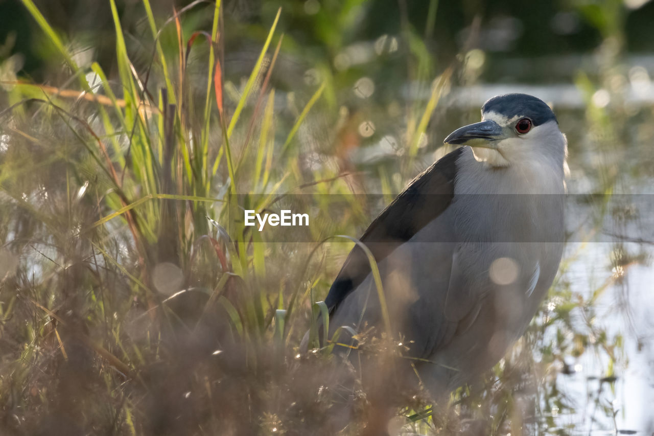 Close-up night heron by water edge in grass on ground