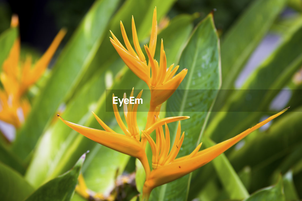 CLOSE-UP OF YELLOW FLOWER BLOOMING