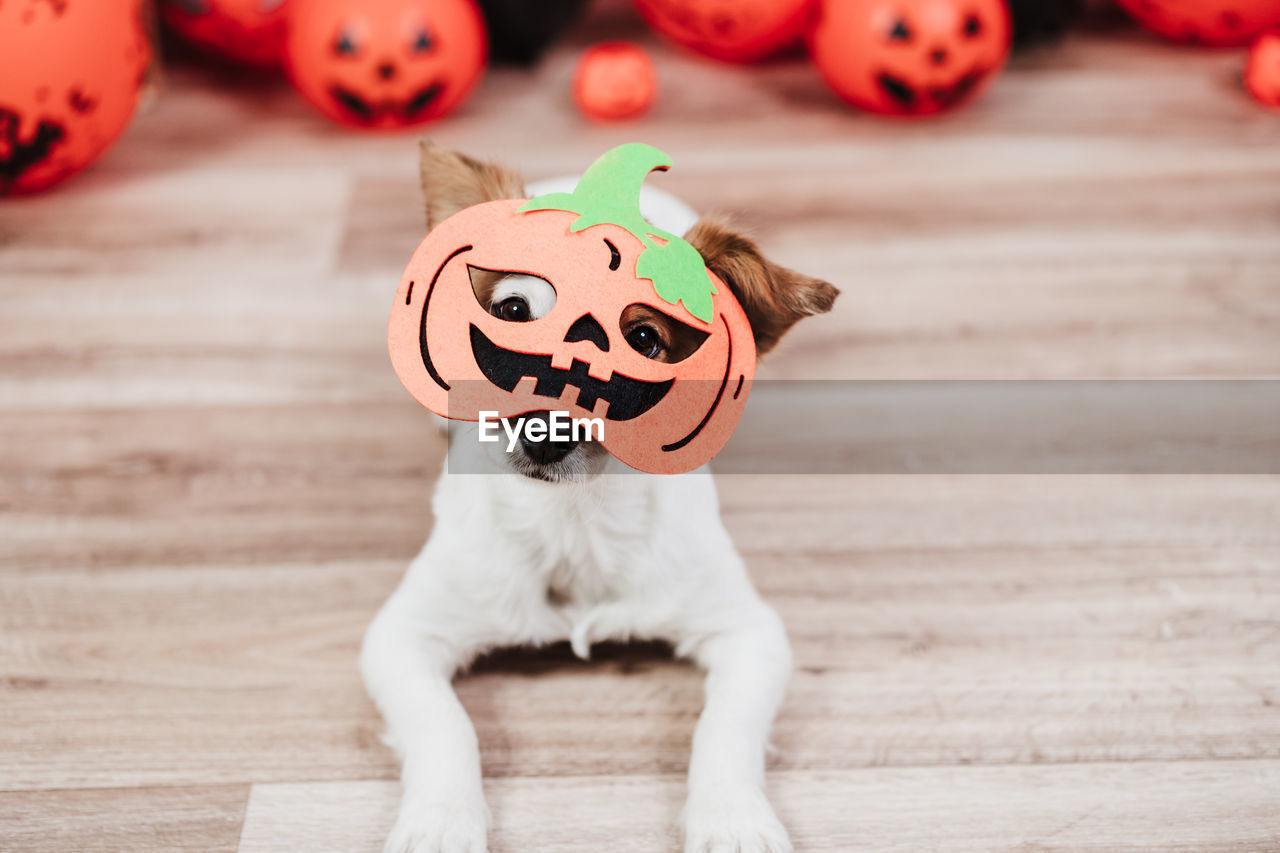Cute jack russell dog at home wearing halloween pumpkin costume. halloween party decoration