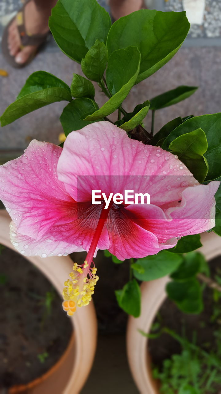 Close-up of pink flowers