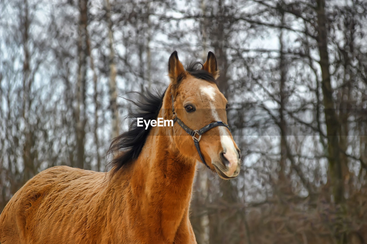 HORSE IN THE FOREST