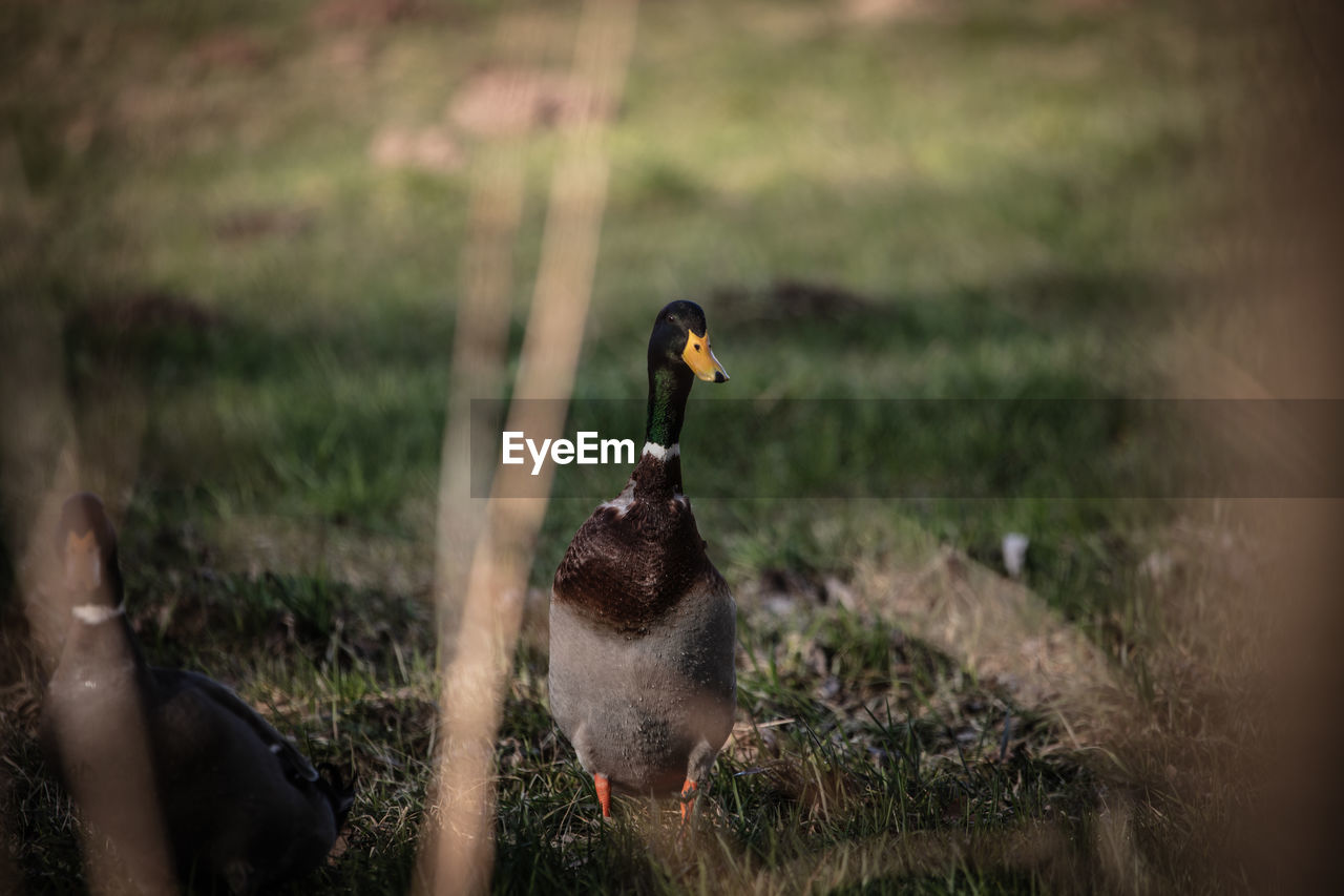 VIEW OF BIRDS ON FIELD