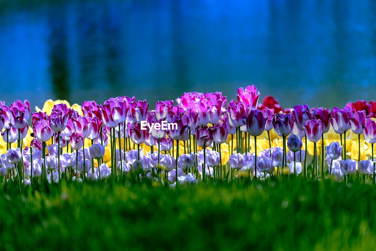 Close-up of purple flowering plants