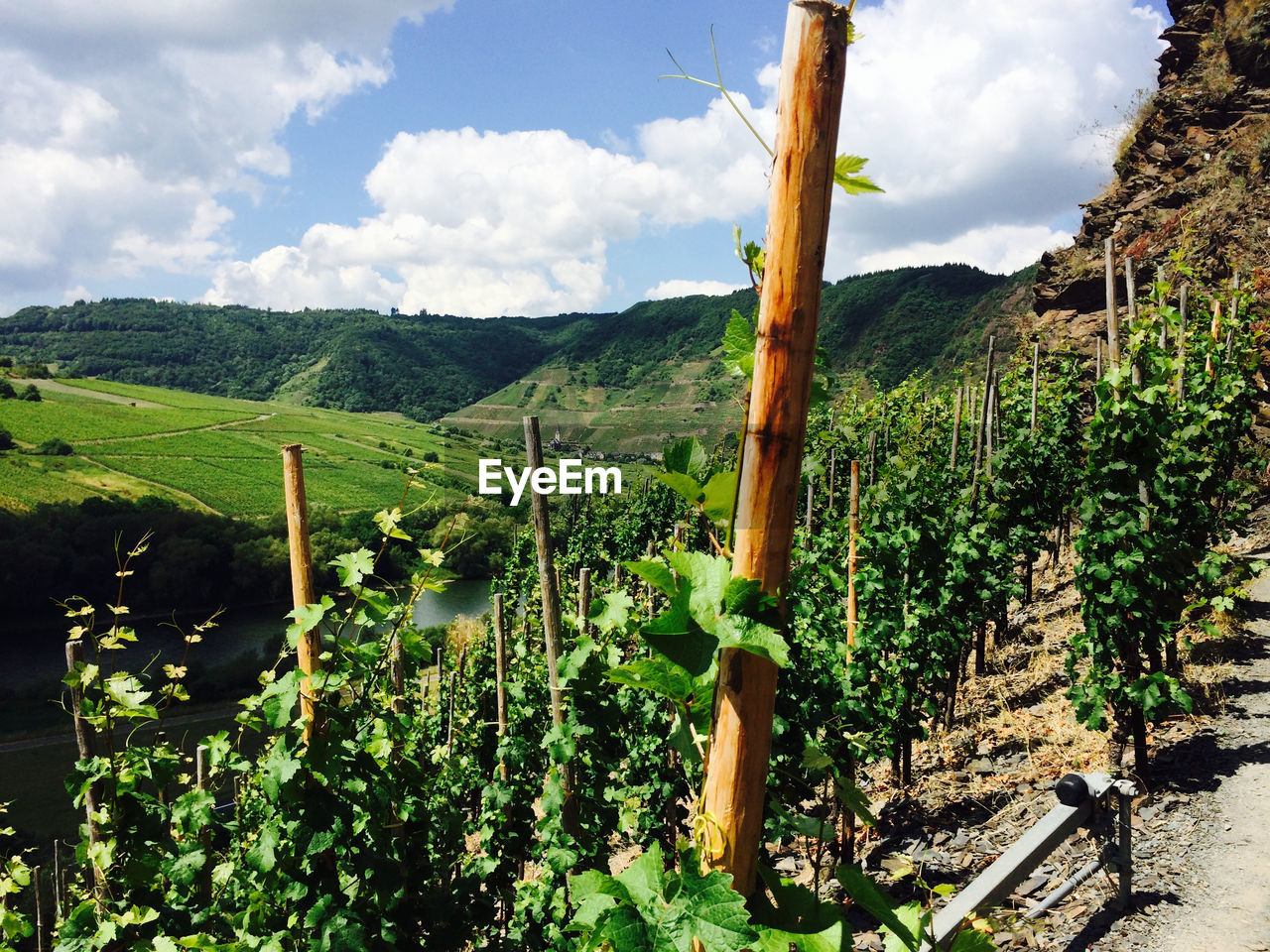 View of green vineyard