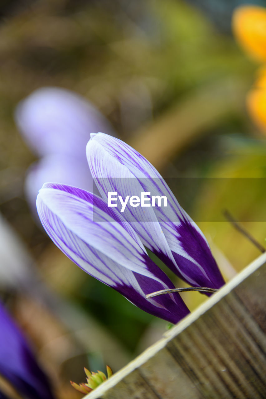 CLOSE-UP OF PURPLE CROCUS