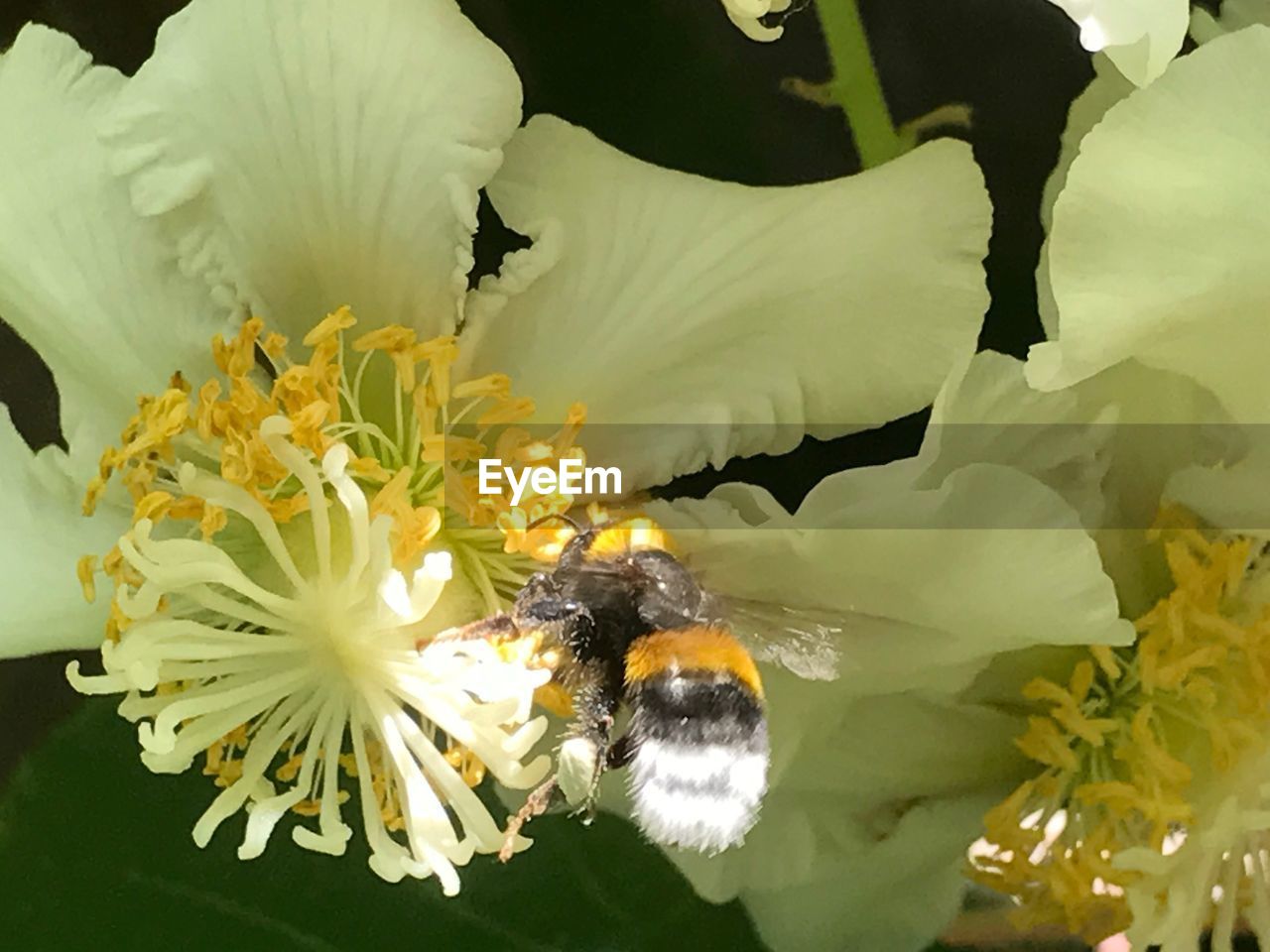 CLOSE-UP OF BEE POLLINATING ON WHITE FLOWER
