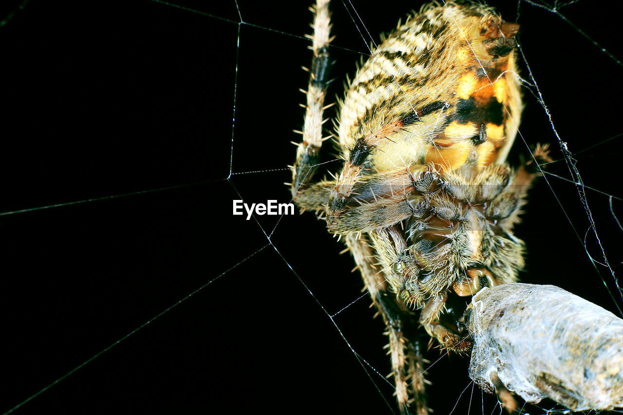 CLOSE-UP OF SPIDER IN WEB