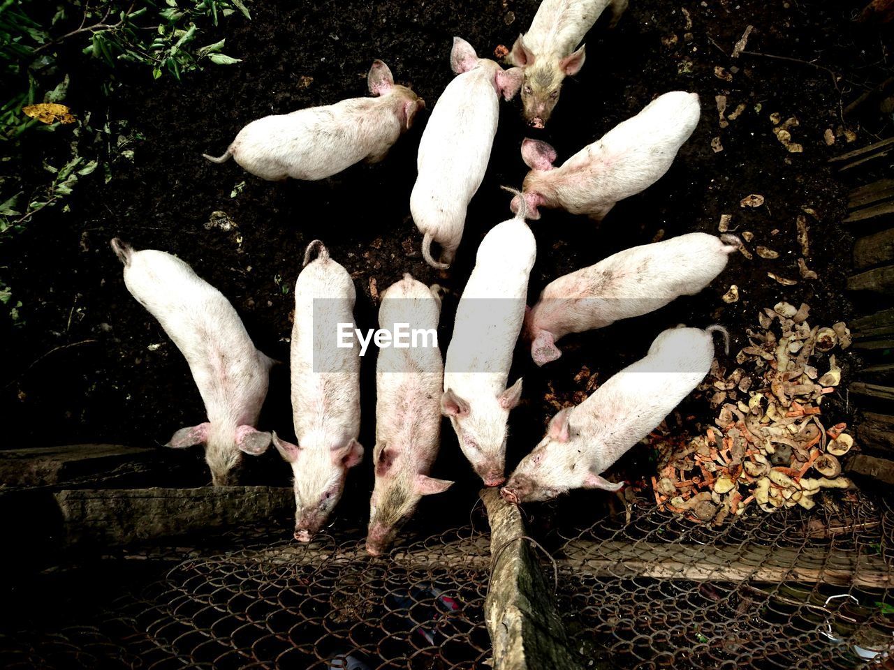 High angle view of pigs