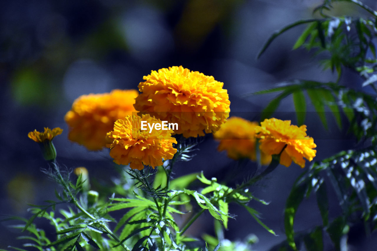 CLOSE-UP OF YELLOW FLOWERING PLANT IN BLOOM