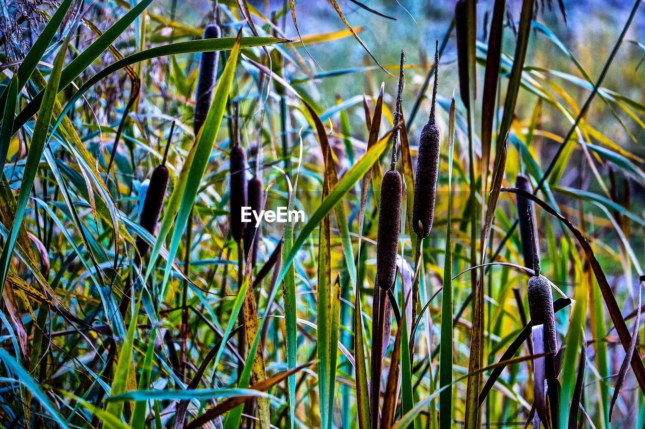 CLOSE-UP OF PLANTS AGAINST WATER