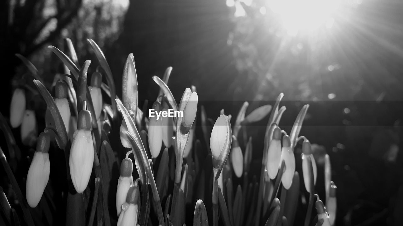 CLOSE-UP OF WHITE FLOWERING PLANTS