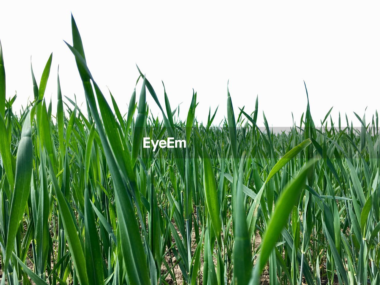 CLOSE-UP OF CROPS GROWING IN FIELD AGAINST CLEAR SKY