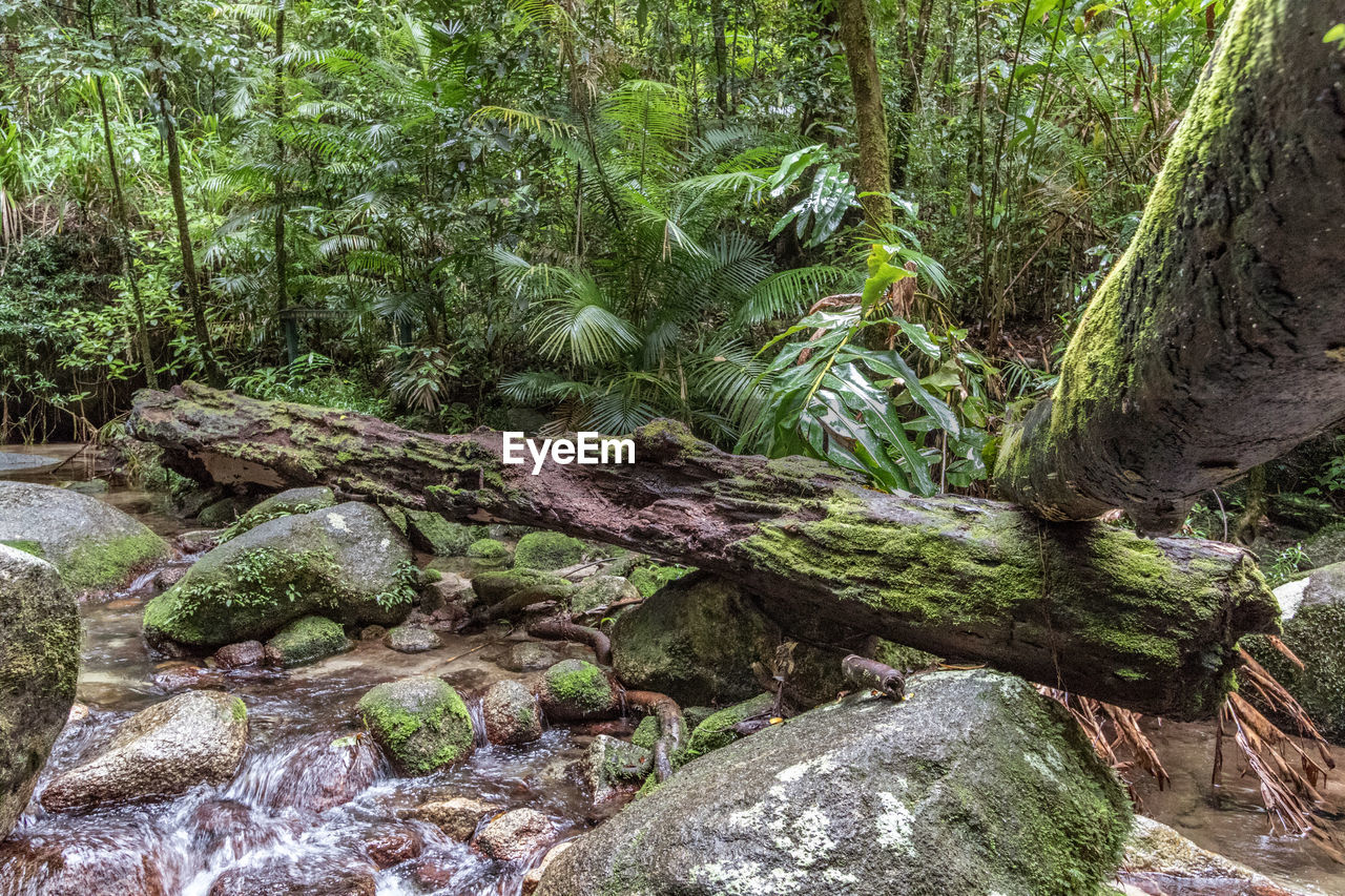 SCENIC VIEW OF FOREST