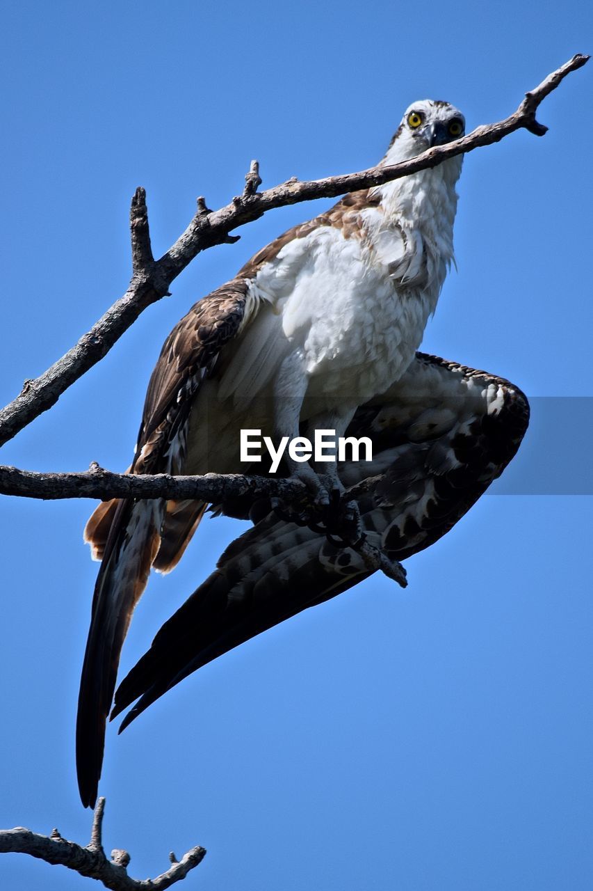 Low angle view of osprey perching on branch against clear sky