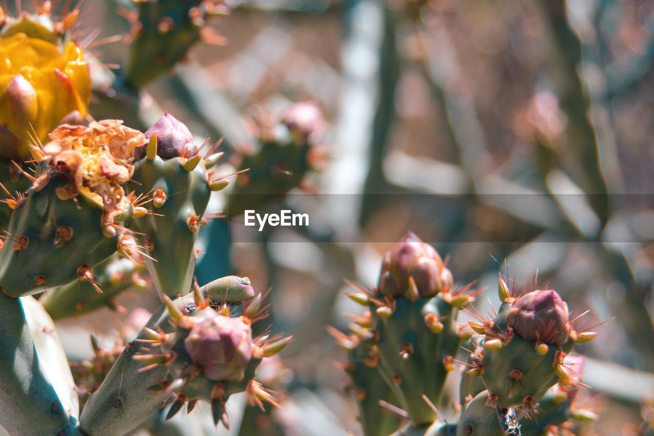 CLOSE-UP OF PINK FLOWER BUDS ON TREE BRANCH