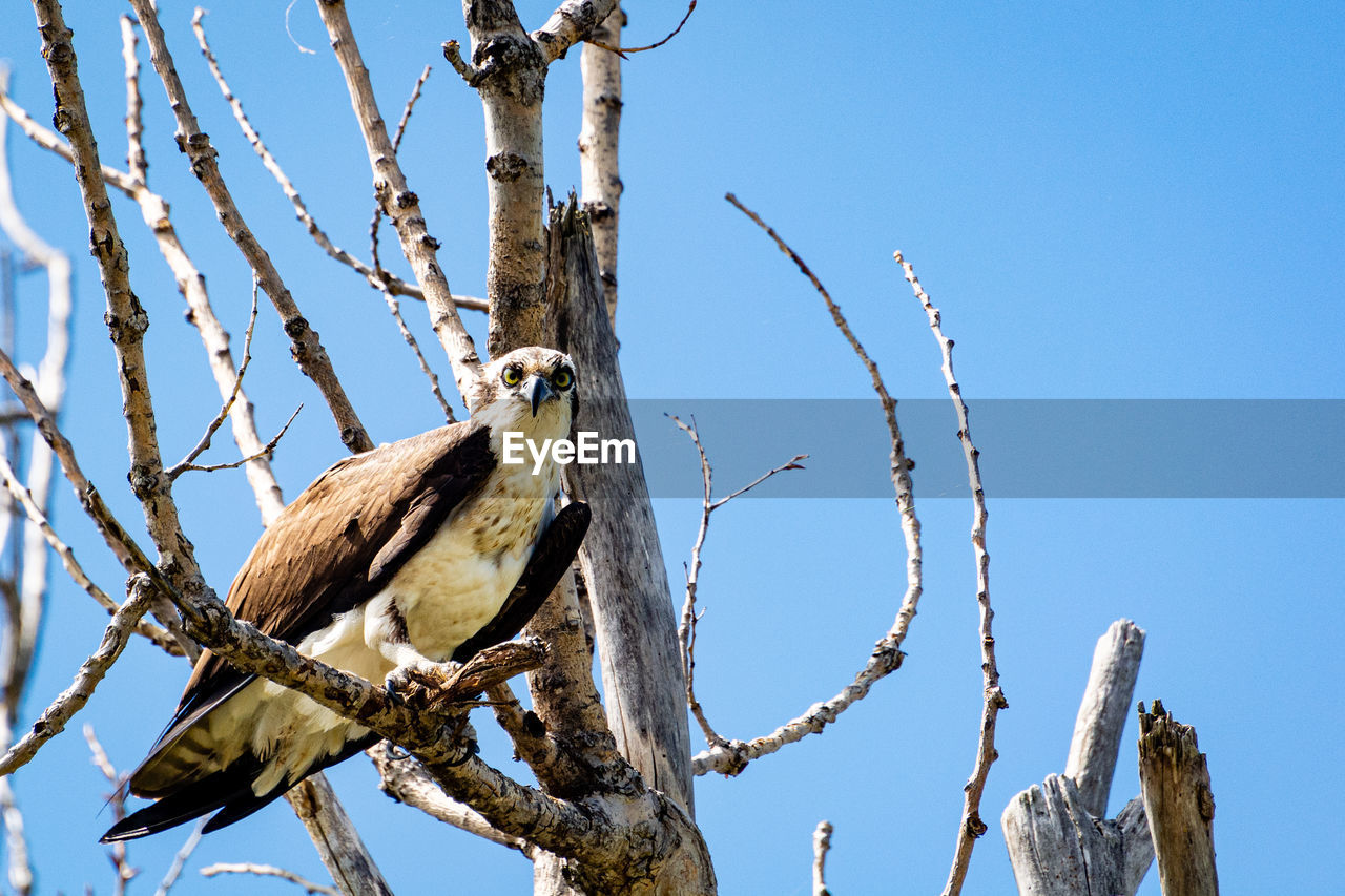 Low angle view of birds perching on bare tree against blue sky