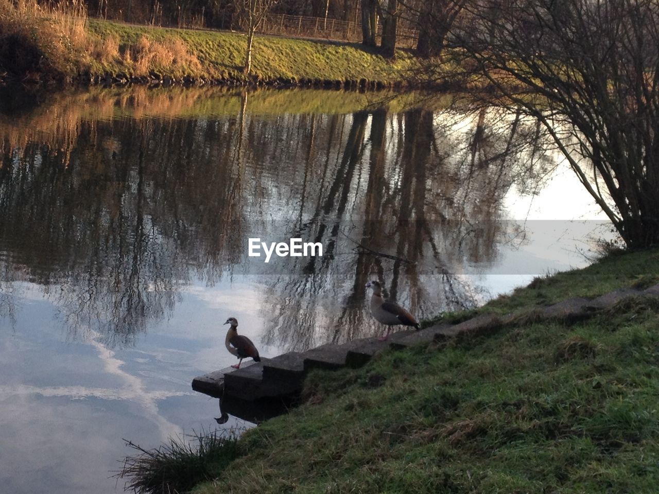 VIEW OF A BIRD ON LAKE