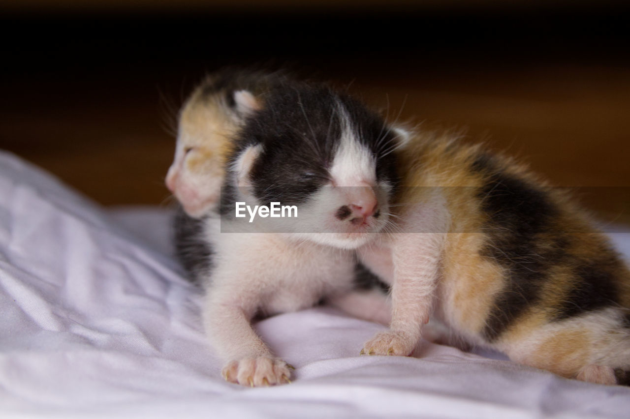 CLOSE-UP OF KITTEN SLEEPING IN BED