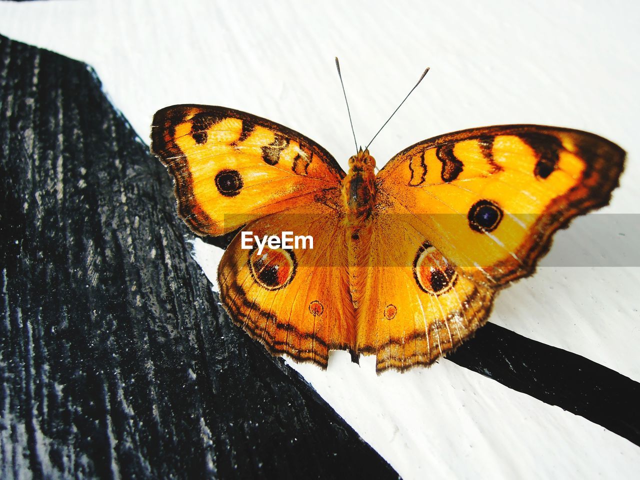 CLOSE-UP OF BUTTERFLY ON ORANGE