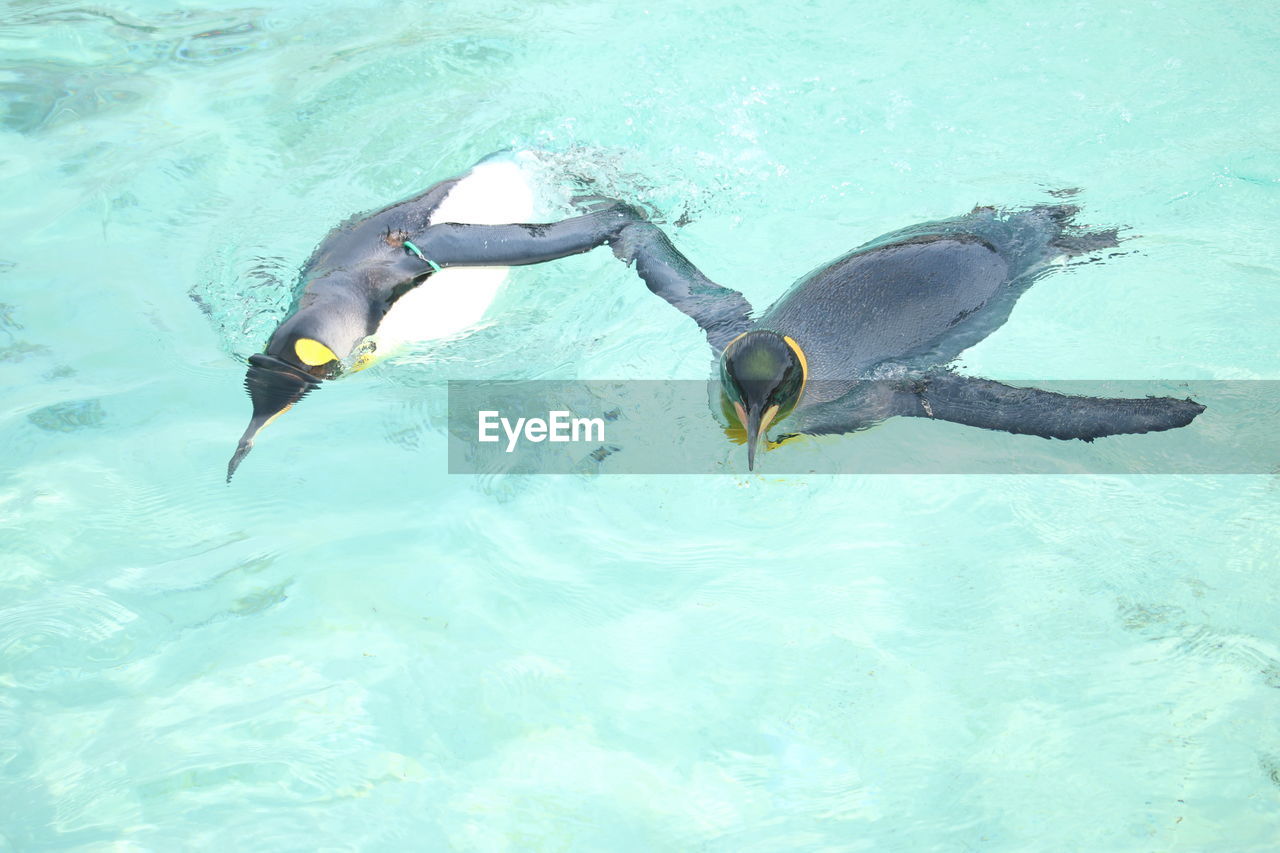 High angle view of penguins swimming in sea