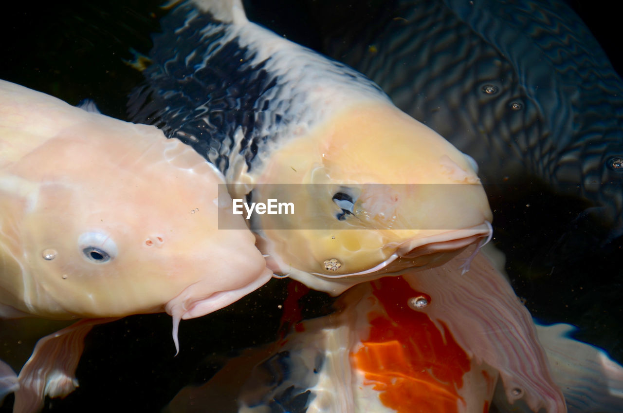 Close-up of fish swimming in aquarium