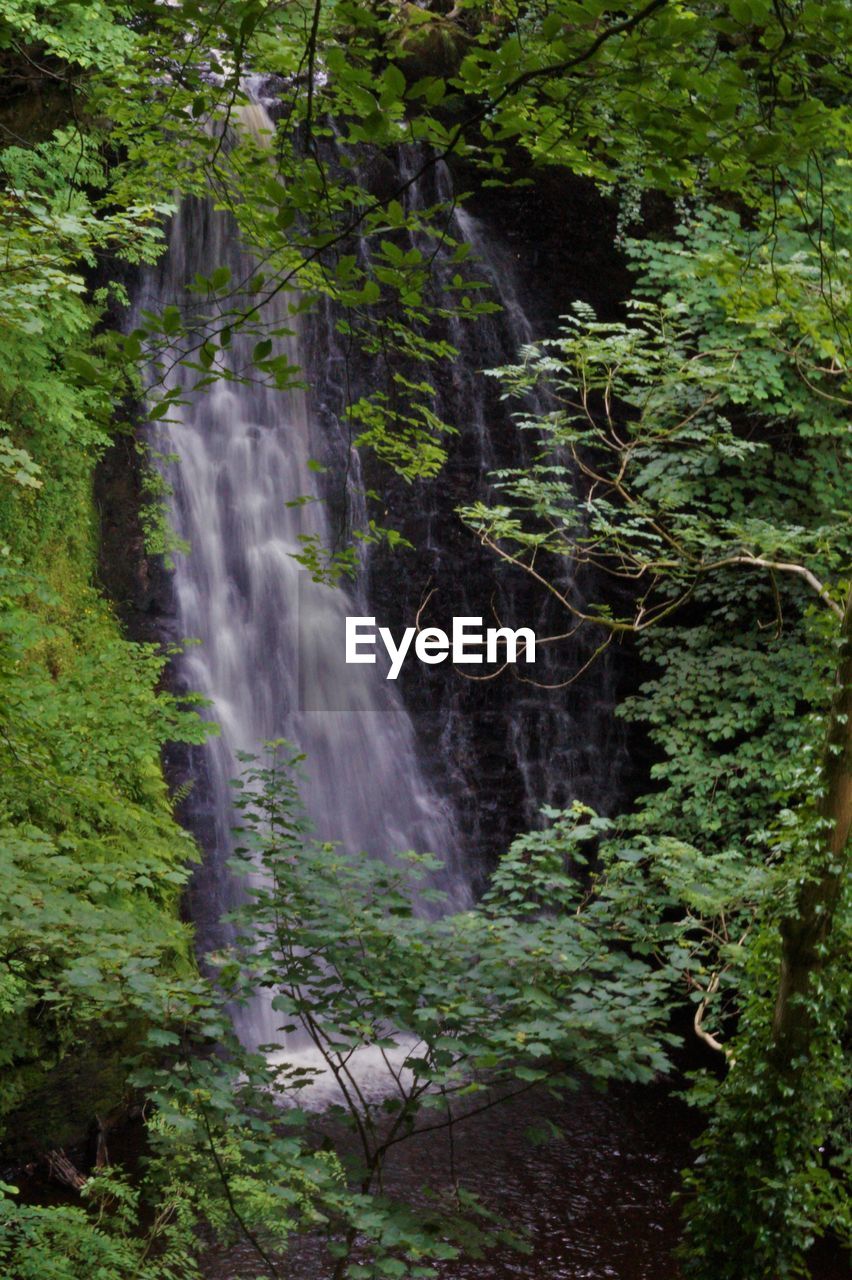 WATERFALL IN FOREST