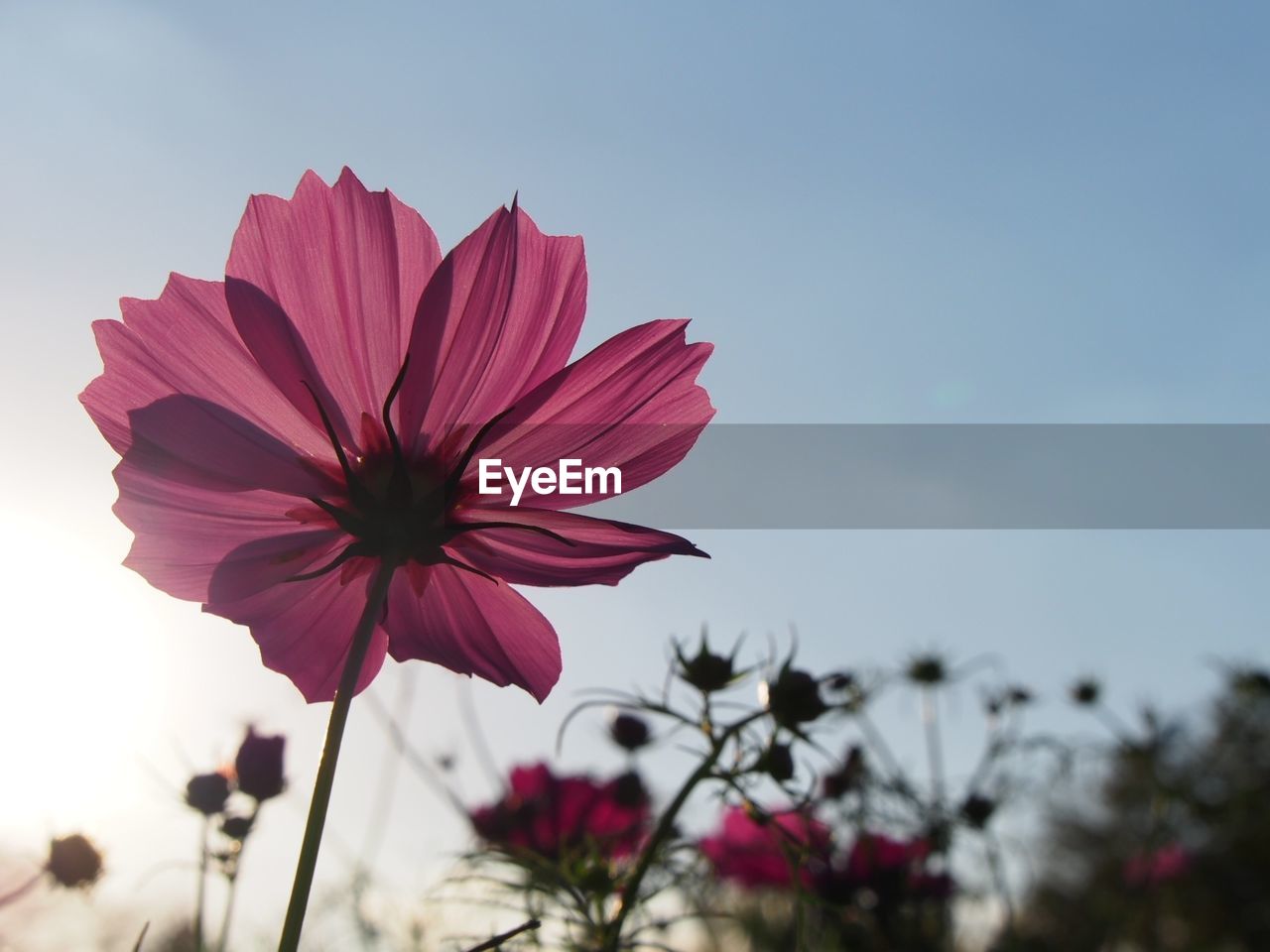CLOSE-UP OF PINK COSMOS BLOOMING AGAINST SKY