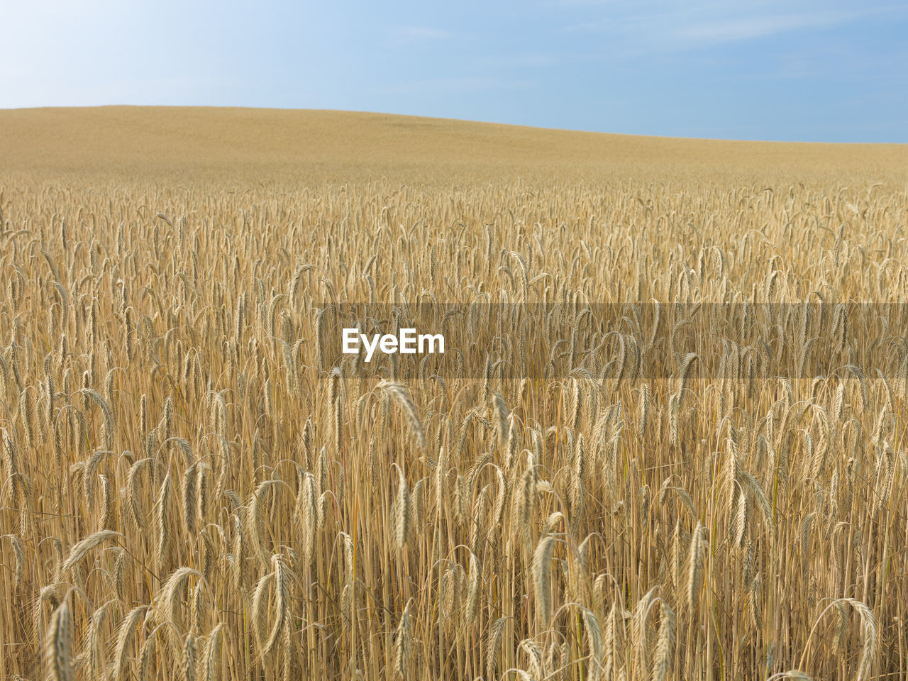 Wheat field