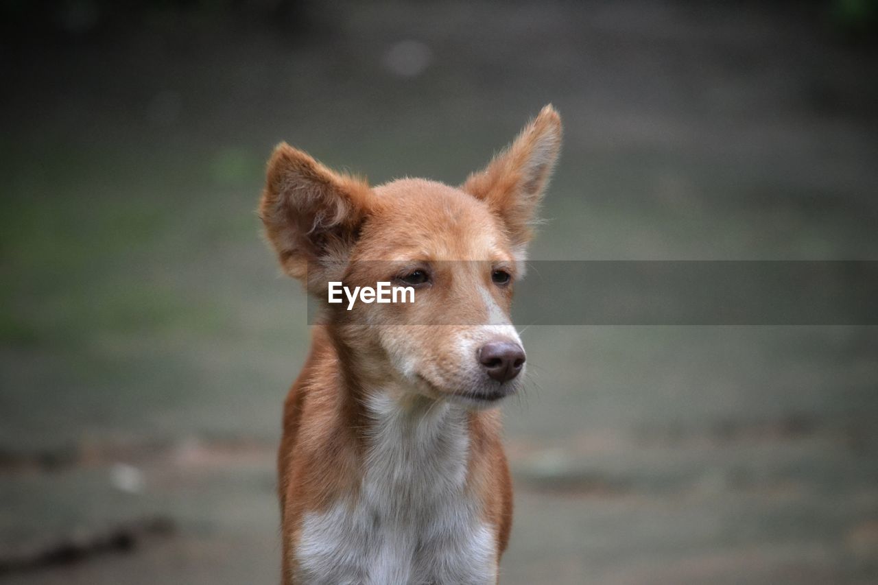 Portrait of a dog looking away