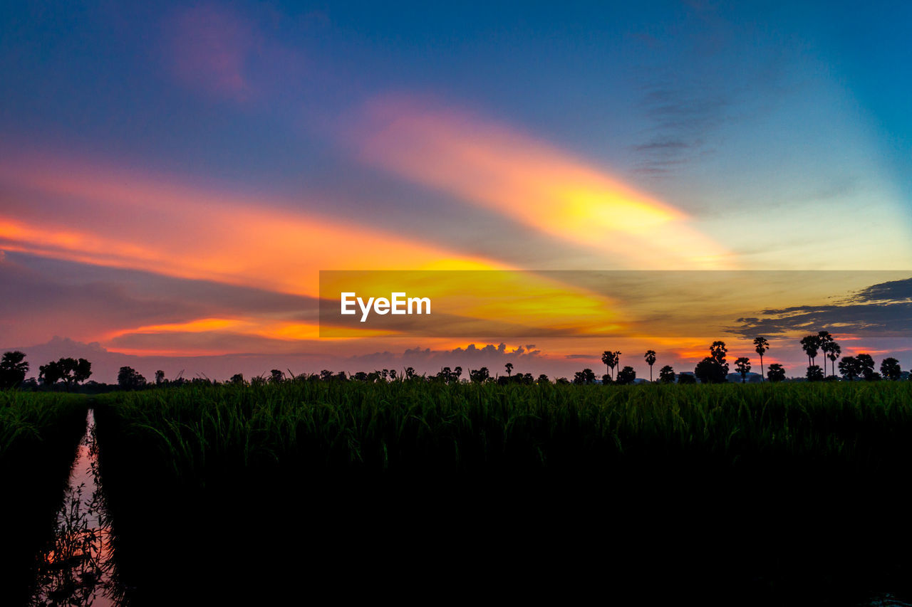 Scenic view of agricultural field against sky during sunset