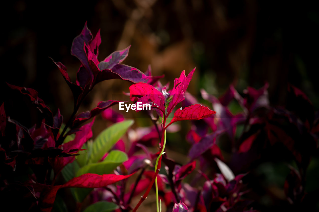 CLOSE-UP OF RED LEAVES