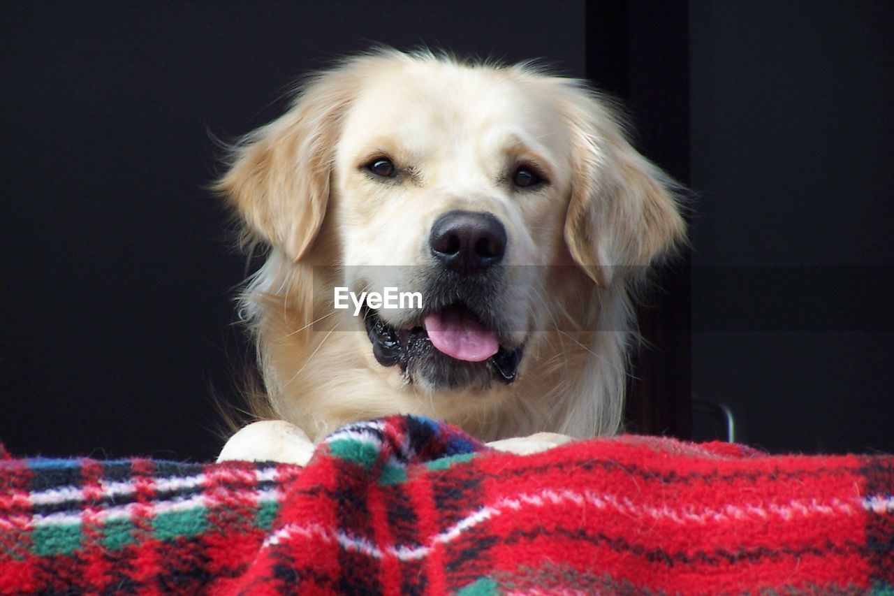 Portrait of dog at home