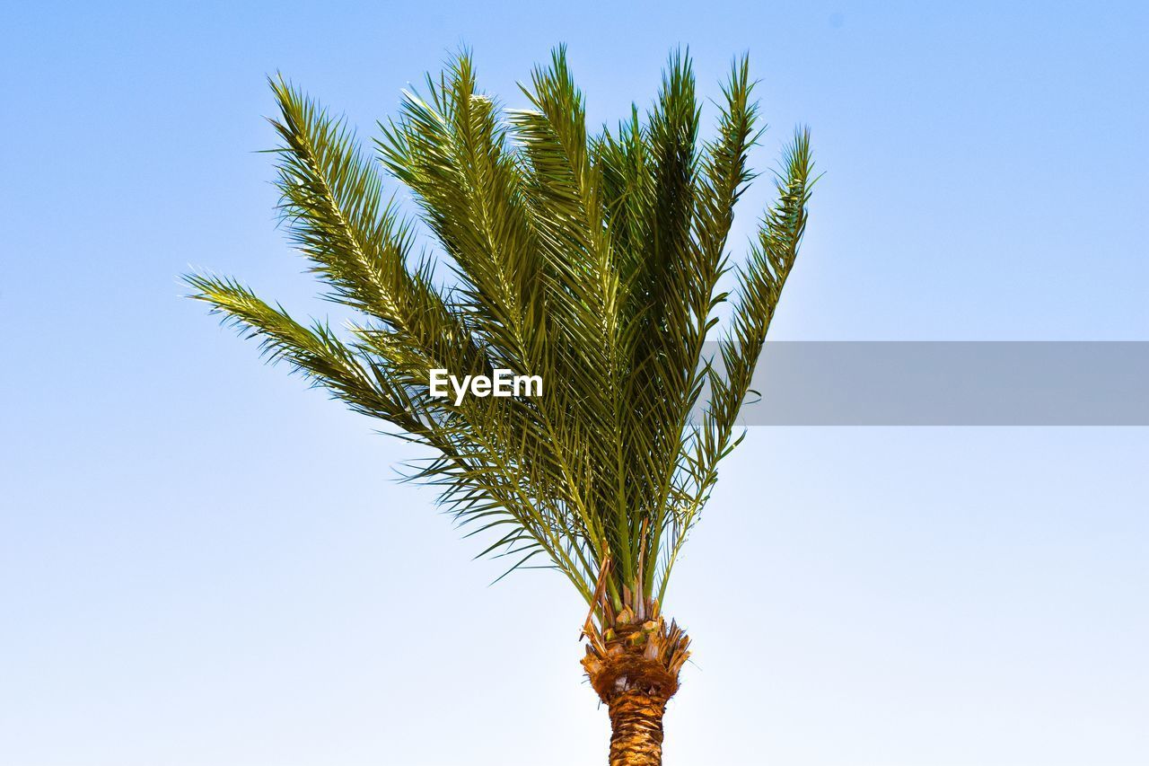 Low angle view of palm tree against clear blue sky