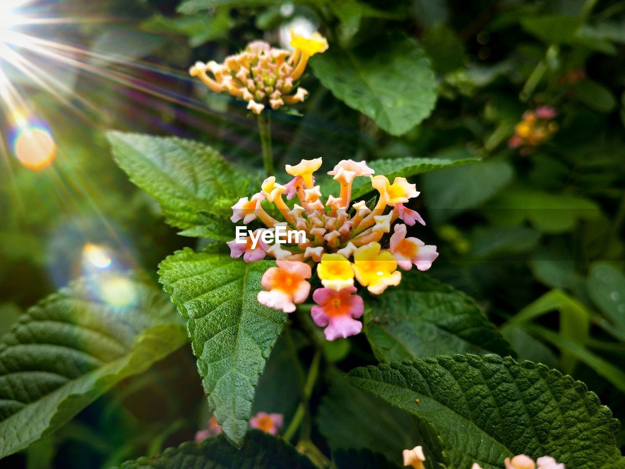 CLOSE-UP OF WHITE FLOWERING PLANTS