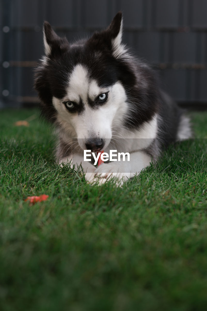 Portrait of dog on field