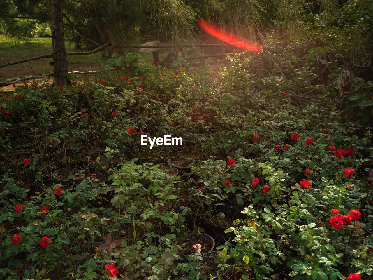 RED ROSE AND TREES IN GARDEN