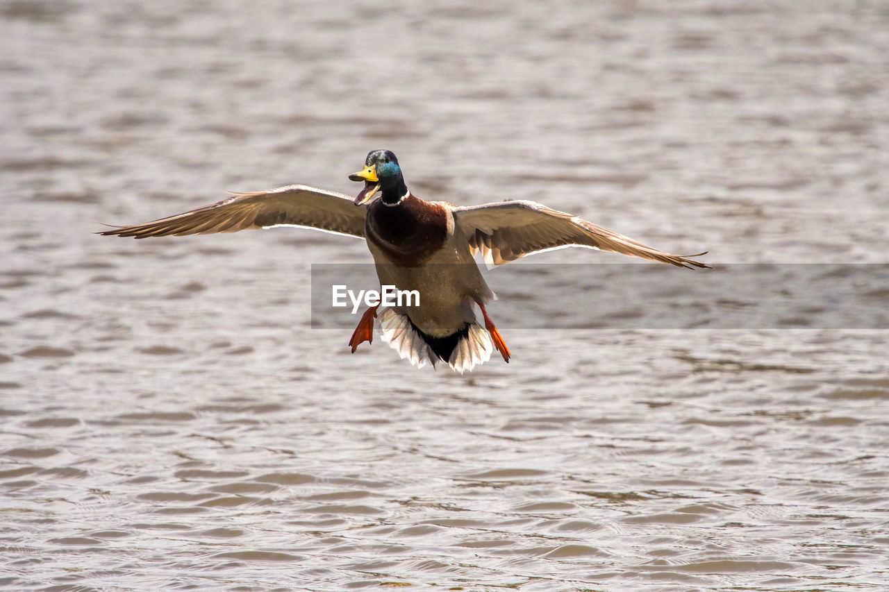 Duck landing in water while honking loudly