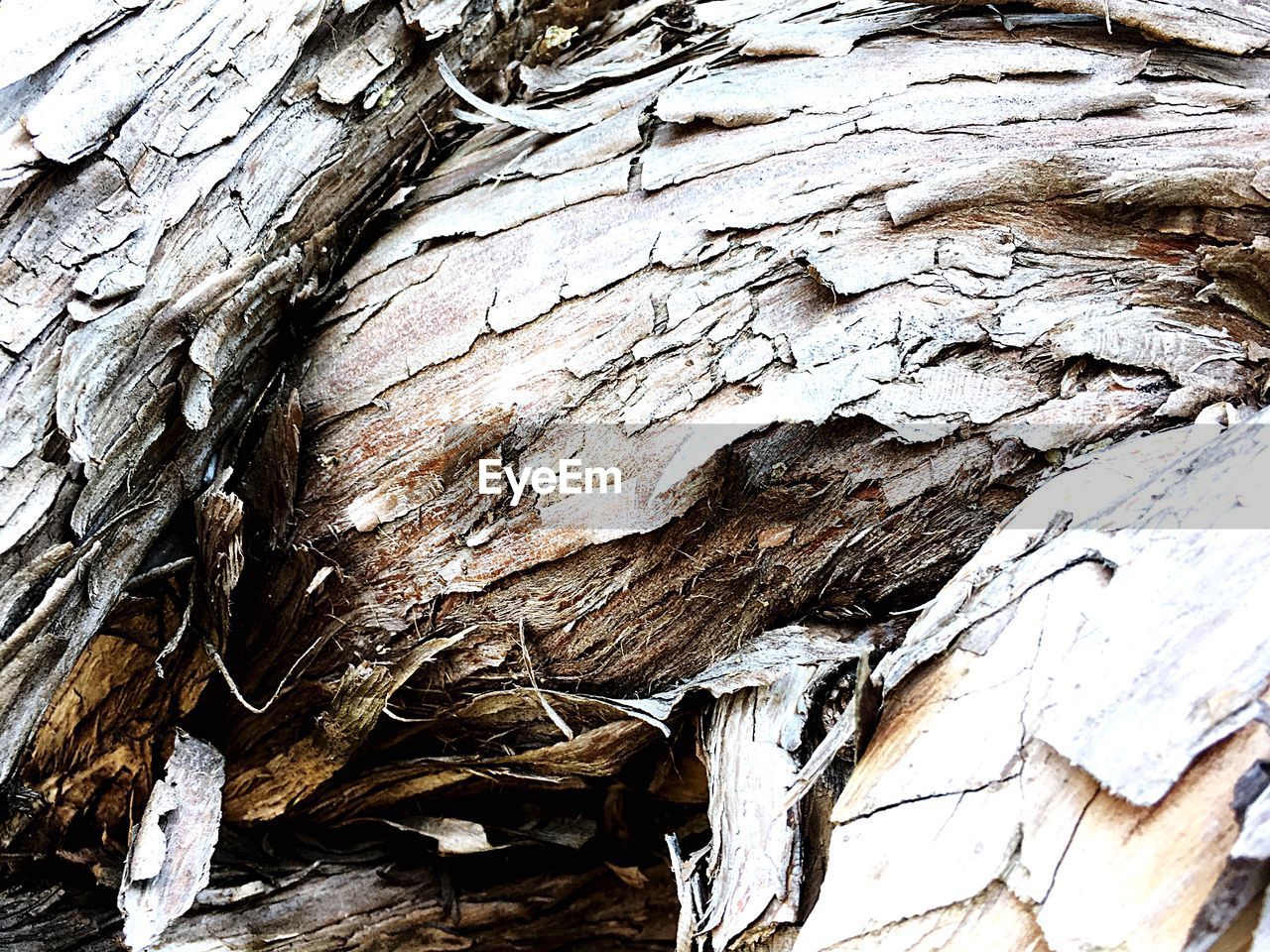 CLOSE-UP OF TREE BARK