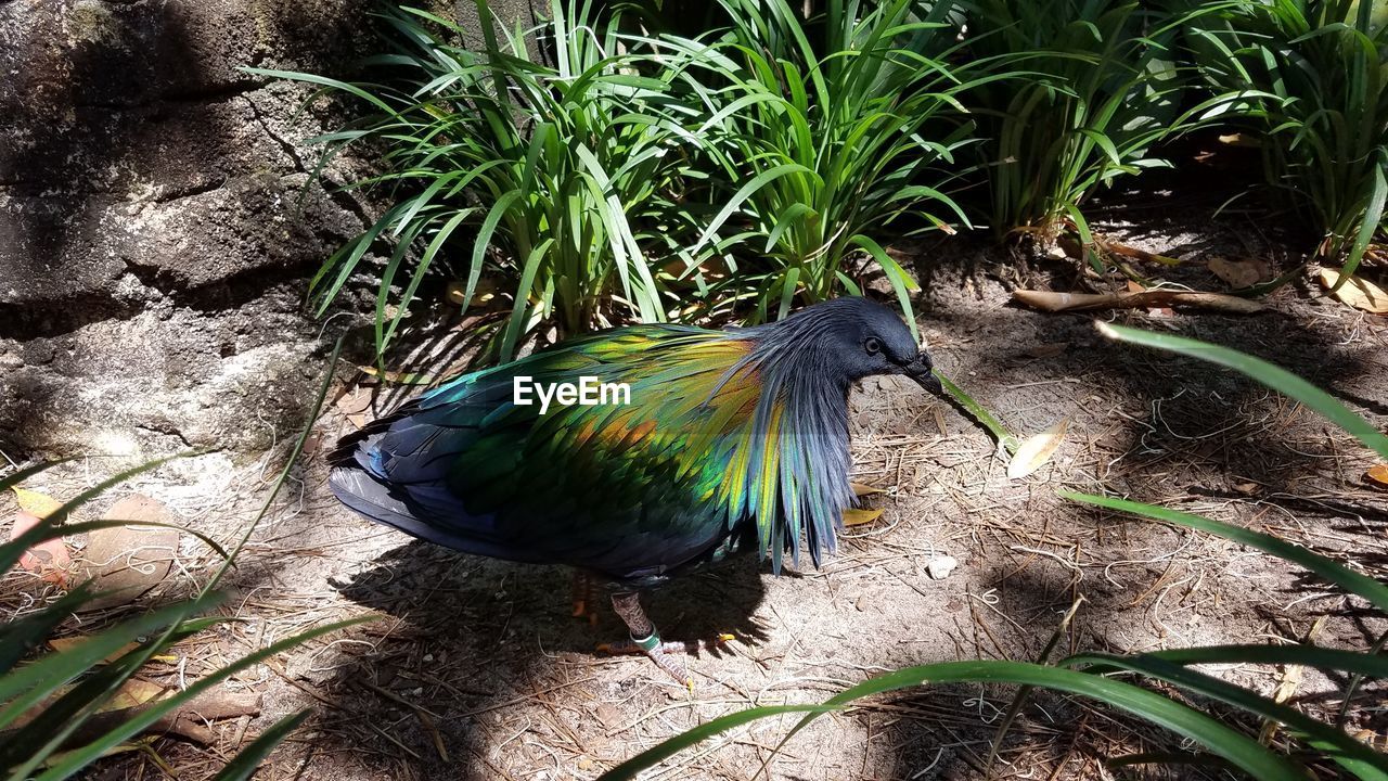 HIGH ANGLE VIEW OF PEACOCK PERCHING ON PLANT